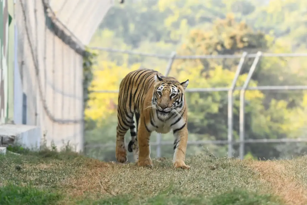 Tiger inside Rajgir Zoo Safari Bihar