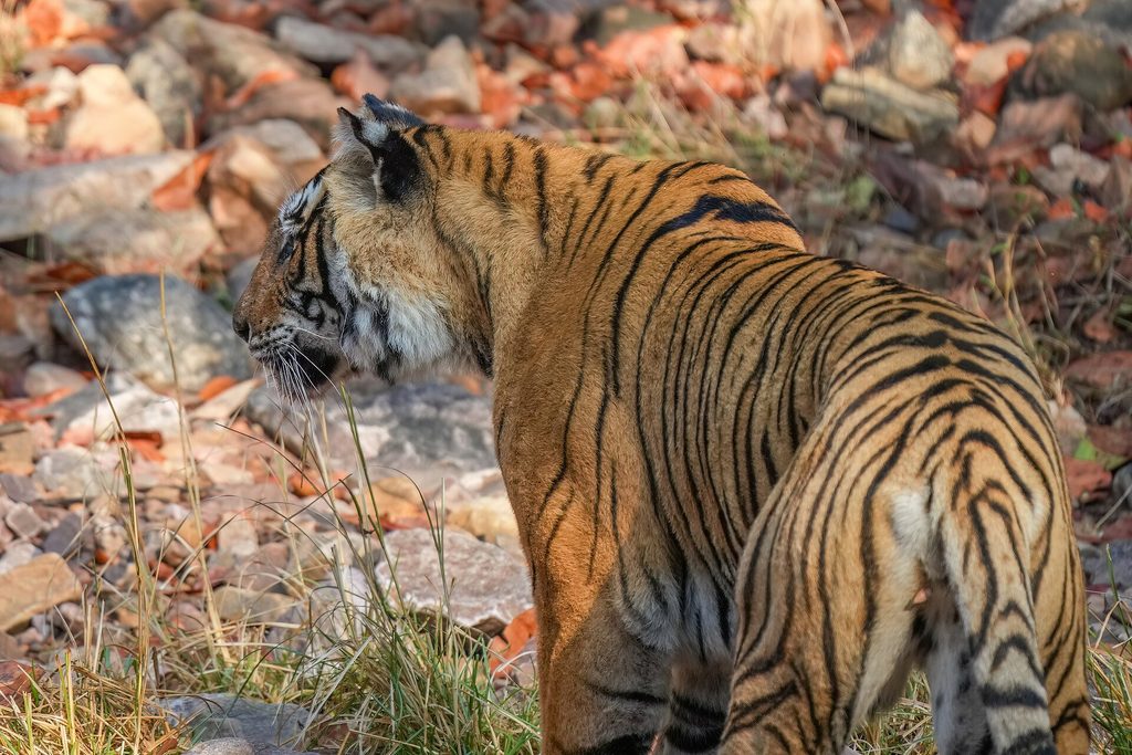 A Bengal tiger in Ranthambore National Park
