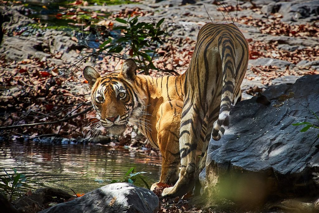 A Bengal tiger in Ranthambore National Park.