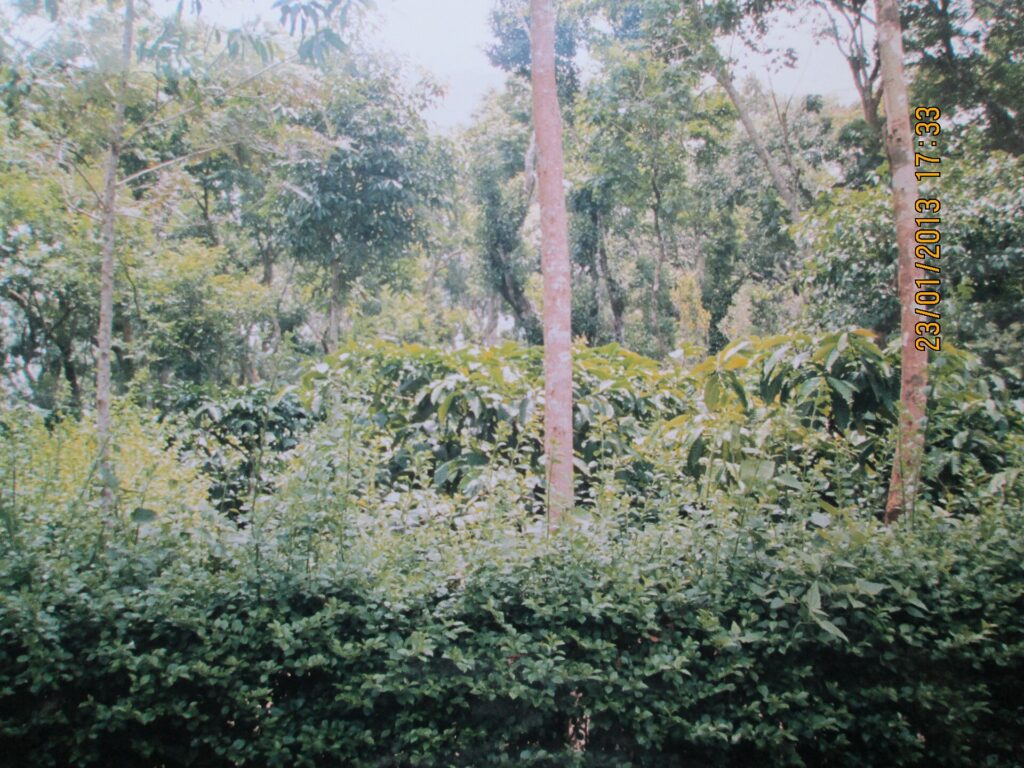 A coffee plantation in Coorg
