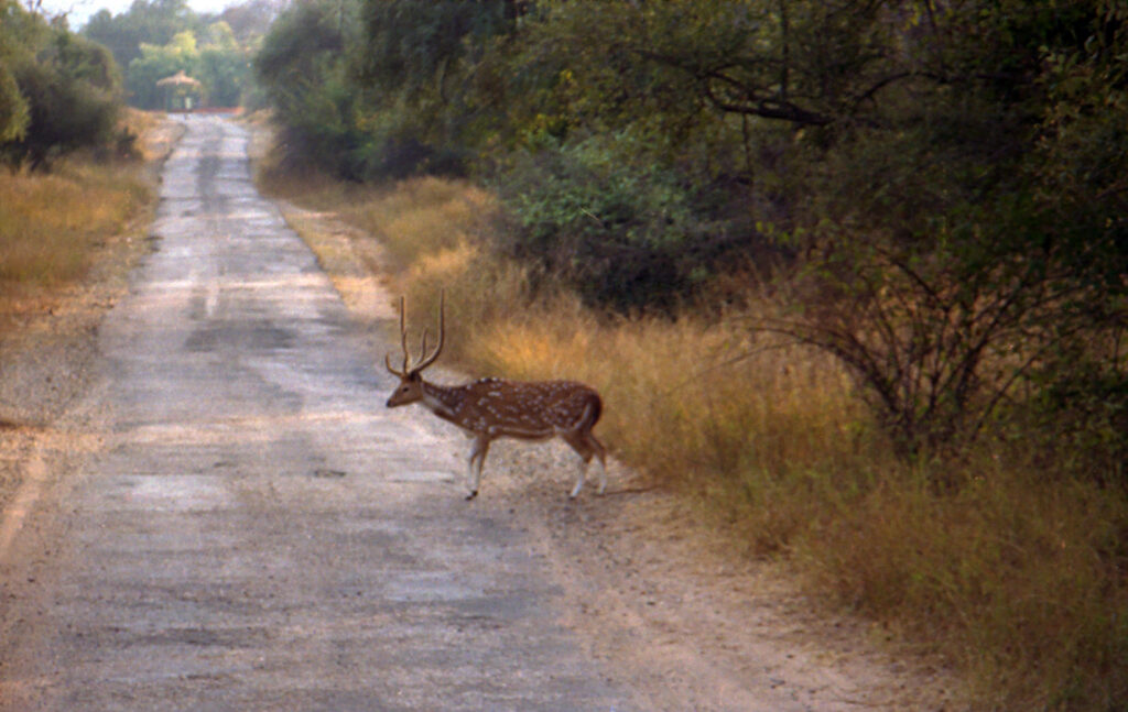 Spotted deer photographed on a Sariska game drive.