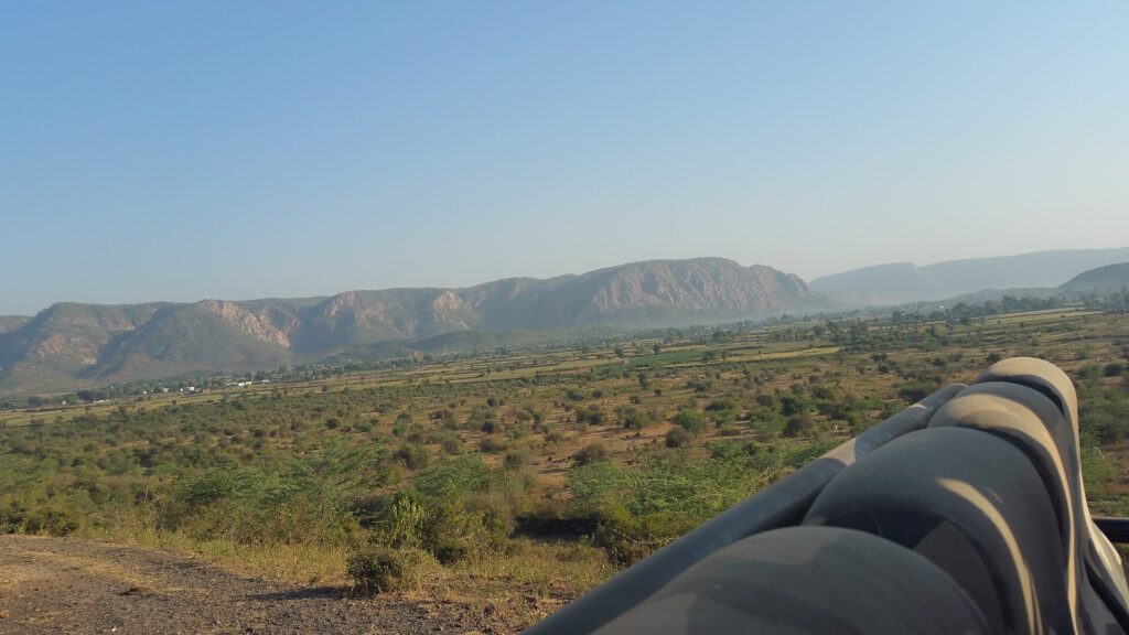 Sariska’s dry forest landscape.