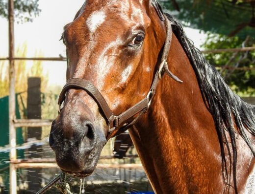 Sagar Equestrian Sports Academy