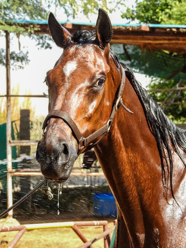 Sagar Equestrian Sports Academy